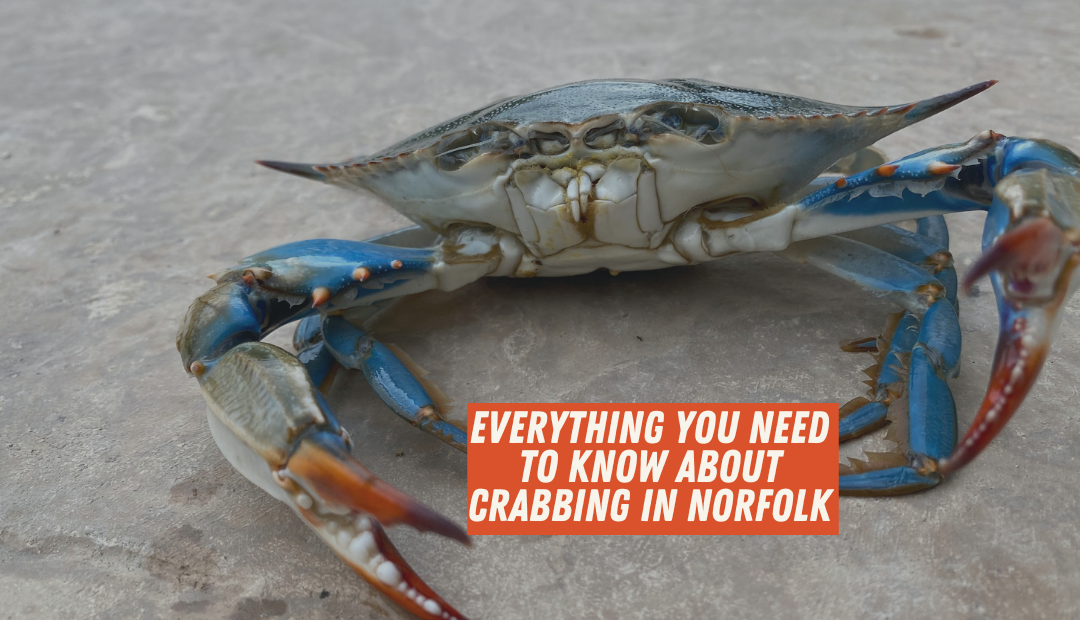 Everything You Need to Know About Crabbing in Norfolk