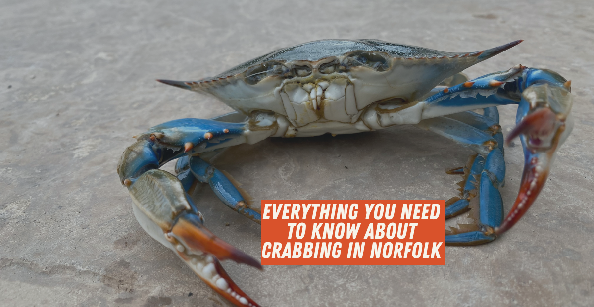 Everything You Need to Know About Crabbing in Norfolk - NFKVA
